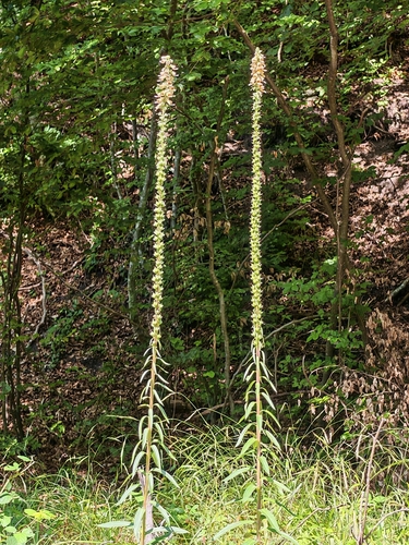 Rusty Foxglove
