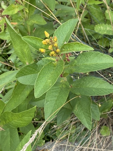 Yellow Loosestrife
