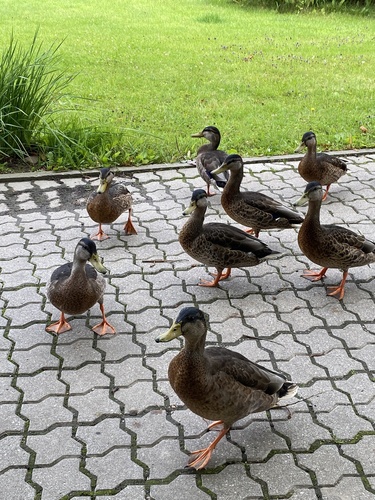 Mallard