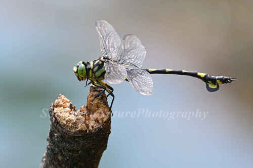 Golden Flangetail