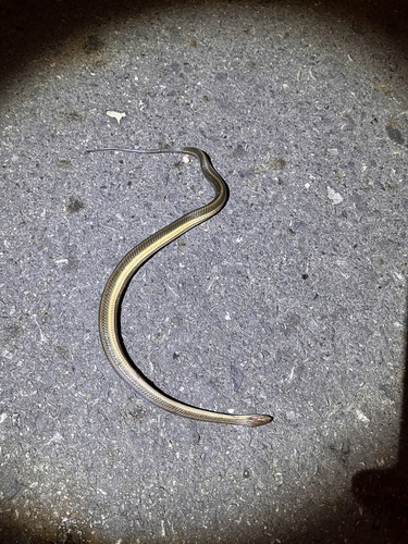 Rainbow Mud Snake