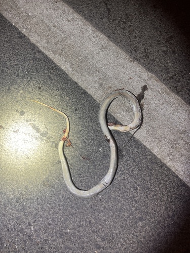 Copperhead Rat Snake