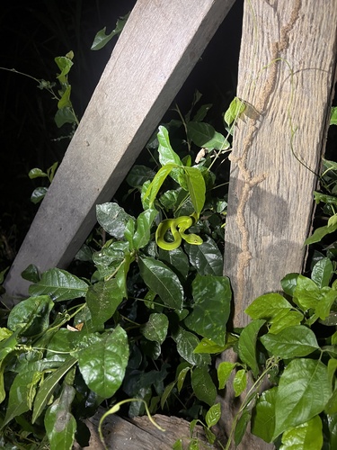 White-lipped Pit Viper