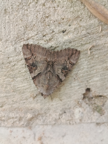 Catocala hymenaea