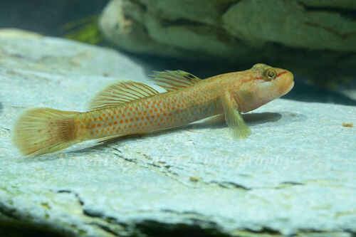 Rhinogobius niger