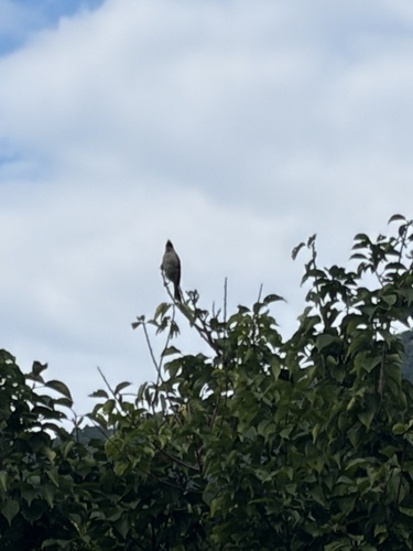 Sooty-headed Bulbul