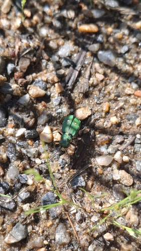 Green Tiger Beetle