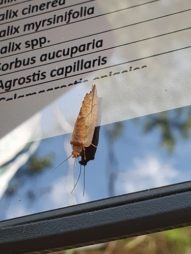 hook-winged lacewing