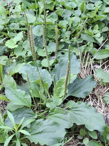 greater plantain