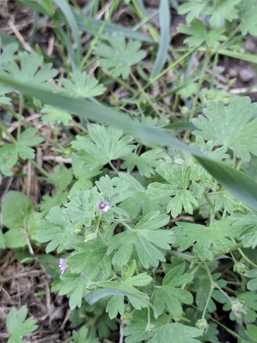 Small-flowered Crane's-bill