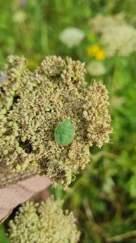 Green Shield Bug