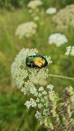 Cetonia aurata aurata