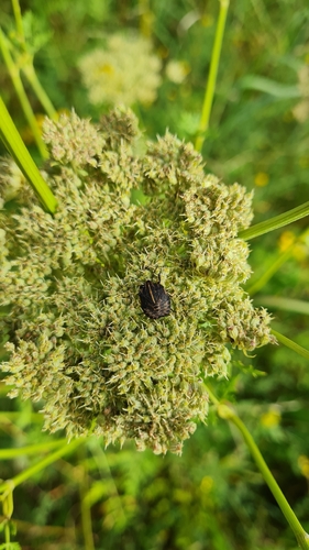 Continental Striped Shield Bug