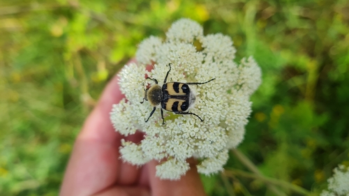 Eurasian Bee Beetle