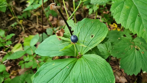 Herb Paris