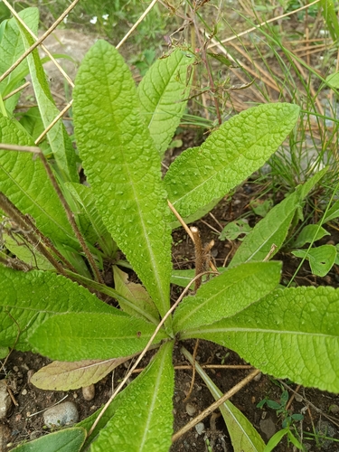 wild teasel