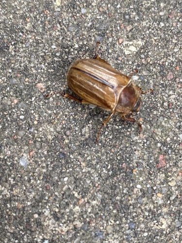 Summer Chafer