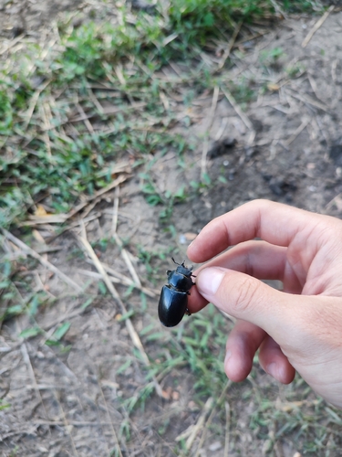 European Stag Beetle