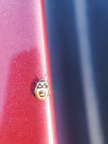 red cabbage bug