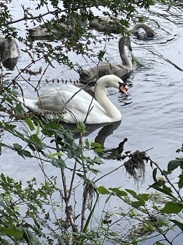 Mute Swan