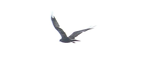 Western Marsh Harrier