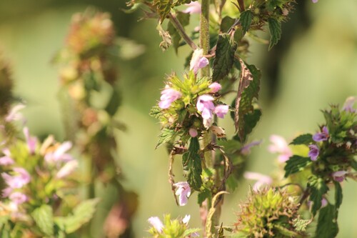 Black horehound