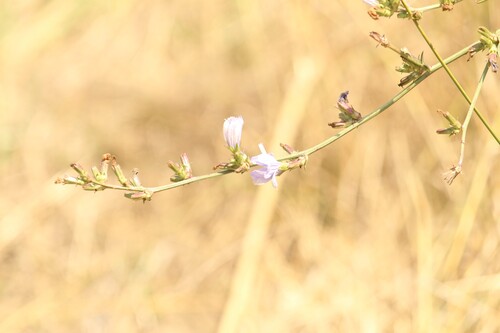 chicory