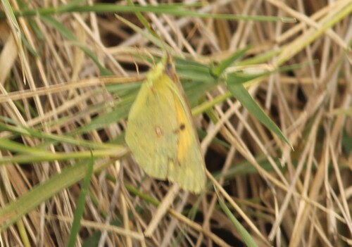 Clouded Yellow