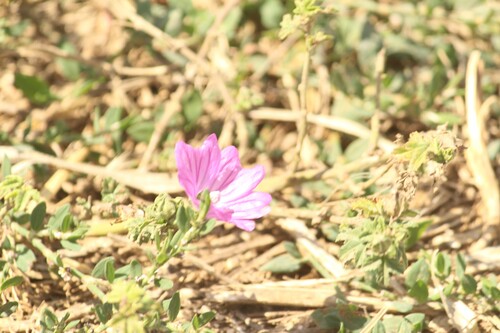 Common Mallow