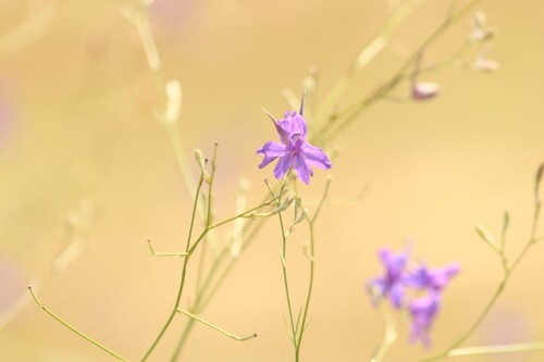 Forking Larkspur