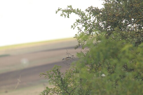 Red-backed Shrike