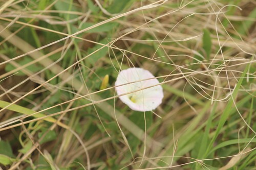 field bindweed
