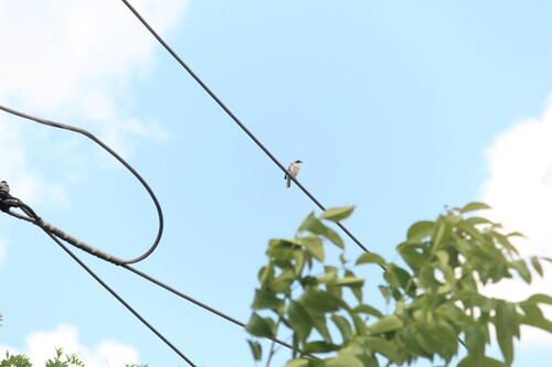 Lesser Grey Shrike