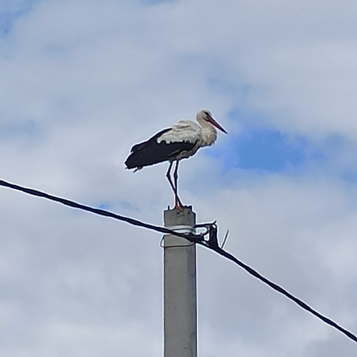 White Stork