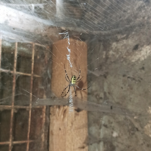 Wasp Spider