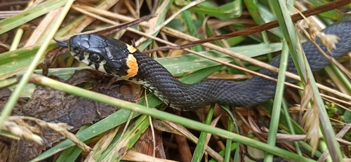 grass snake