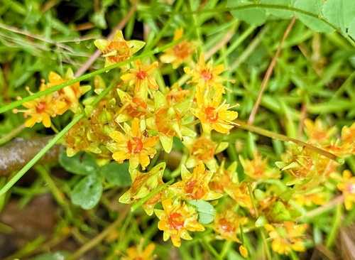 Yellow Saxifrage
