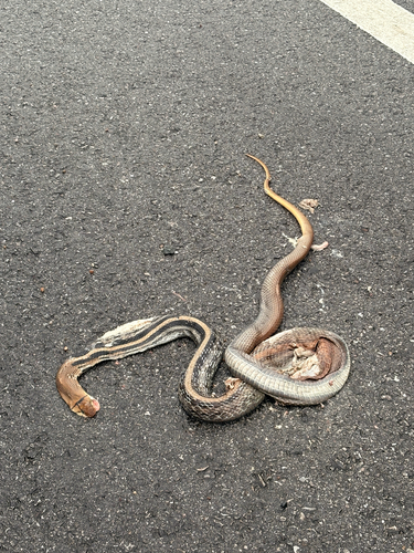 Copperhead Rat Snake