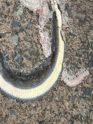 Indo-Chinese Rat Snake