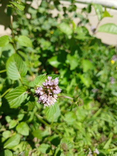 watermint