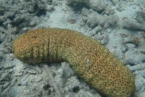 Herrmann's Sea Cucumber