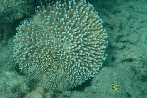 Long-tentacle Plate Coral