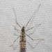 Erioptera graphica - Photo (c) Timothy Reichard, all rights reserved, uploaded by Timothy Reichard