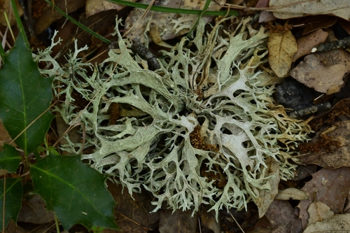 Oakmoss