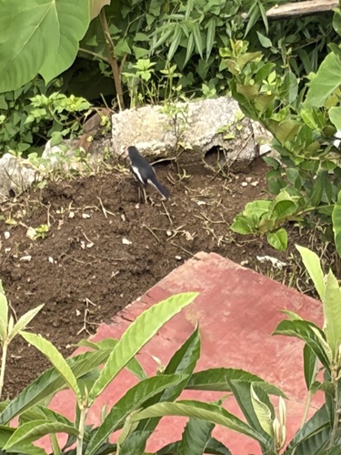 Oriental Magpie-Robin
