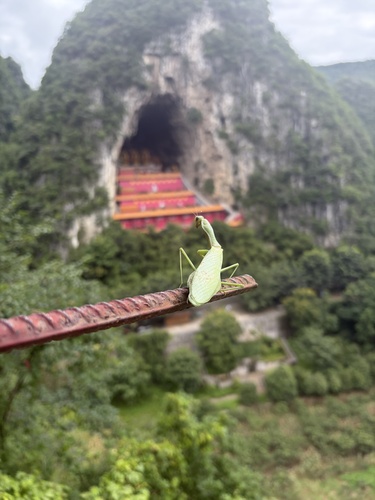 Formosan Giant Mantis