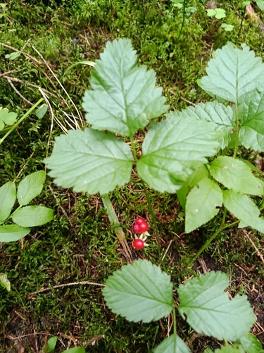 Stone Bramble