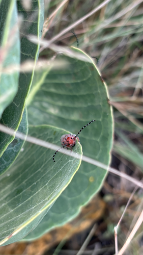 Red-femured Milkweed Borer