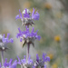 Salvia carduacea - Photo (c) Jonathan Numer, todos los derechos reservados, uploaded by Jonathan Numer