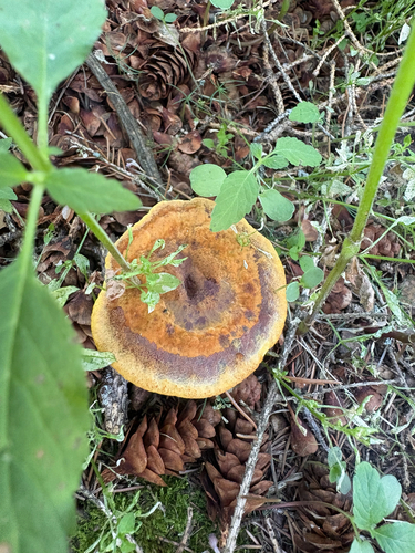 Phaeolus hispidoides